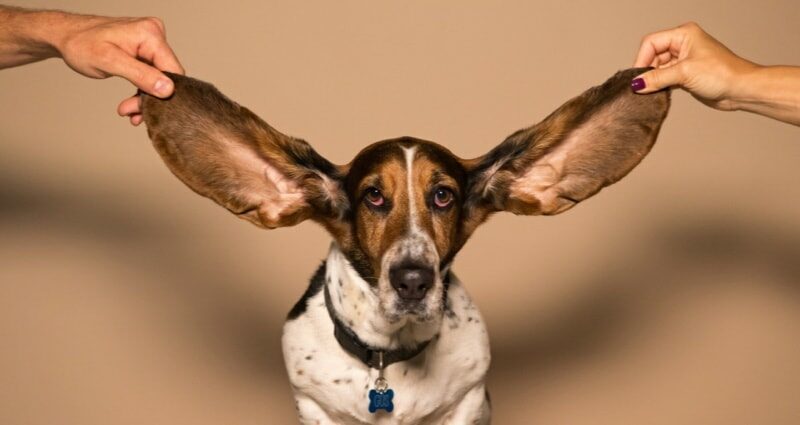 Projekt: Social Listening: der kommunikative Vorteil großer Ohren